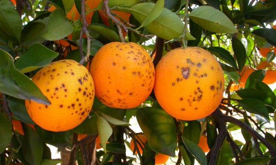 krousmata-eisagomenon-esperidoeidon-me-mavri-kilida-stin-evropi-34330