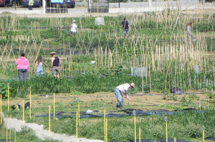 Πρόσκληση για επίδοξους αγρότες από το ΑΠΘ Πρόσκληση για επίδοξους αγρότες από το ΑΠΘ