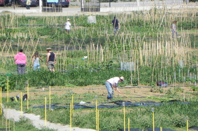 Πρόσκληση για επίδοξους αγρότες από το ΑΠΘ