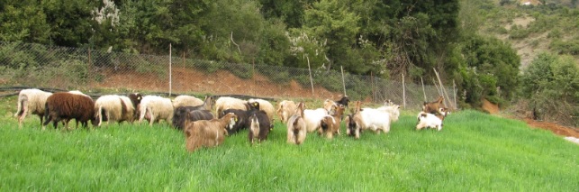 Με σεβασμό στην παράδοση η τυροκομία των Αγράφων