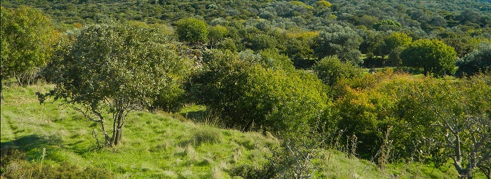 Νίσυρος …της λάβας και του πελάγους