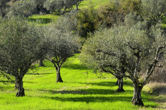 Ενημερωτική ημερίδα για το έργο oLIVECLIMA Ενημερωτική ημερίδα για το έργο oLIVECLIMA