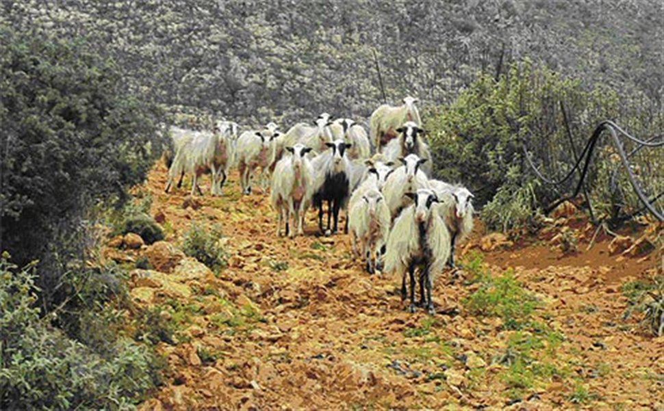 apantisi-opekepe-stin-epistoli-tis-neas-paseges-gia-ta-voskotopia-33760