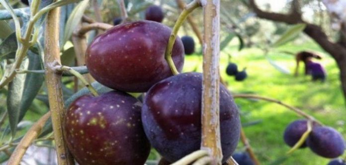 Διαγωνισμός παγιδοθεσίας για τον έλεγχο δακοπληθυσμών, από την ΔΑΟΚ Λακωνίας Διαγωνισμός παγιδοθεσίας για τον έλεγχο δακοπληθυσμών, από την ΔΑΟΚ Λακωνίας