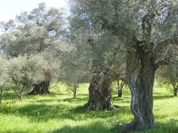 Προβλήματα προκαλεί η ξηρασία στους ελαιοπαραγωγούς της Κυνουρίας Προβλήματα προκαλεί η ξηρασία στους ελαιοπαραγωγούς της Κυνουρίας