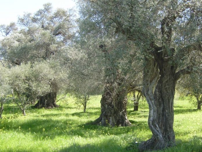 Προβλήματα προκαλεί η ξηρασία στους ελαιοπαραγωγούς της Κυνουρίας