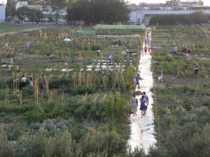 Βιολογικοί λαχανόκηποι με πανεπιστημιακή υπογραφή Βιολογικοί λαχανόκηποι με πανεπιστημιακή υπογραφή