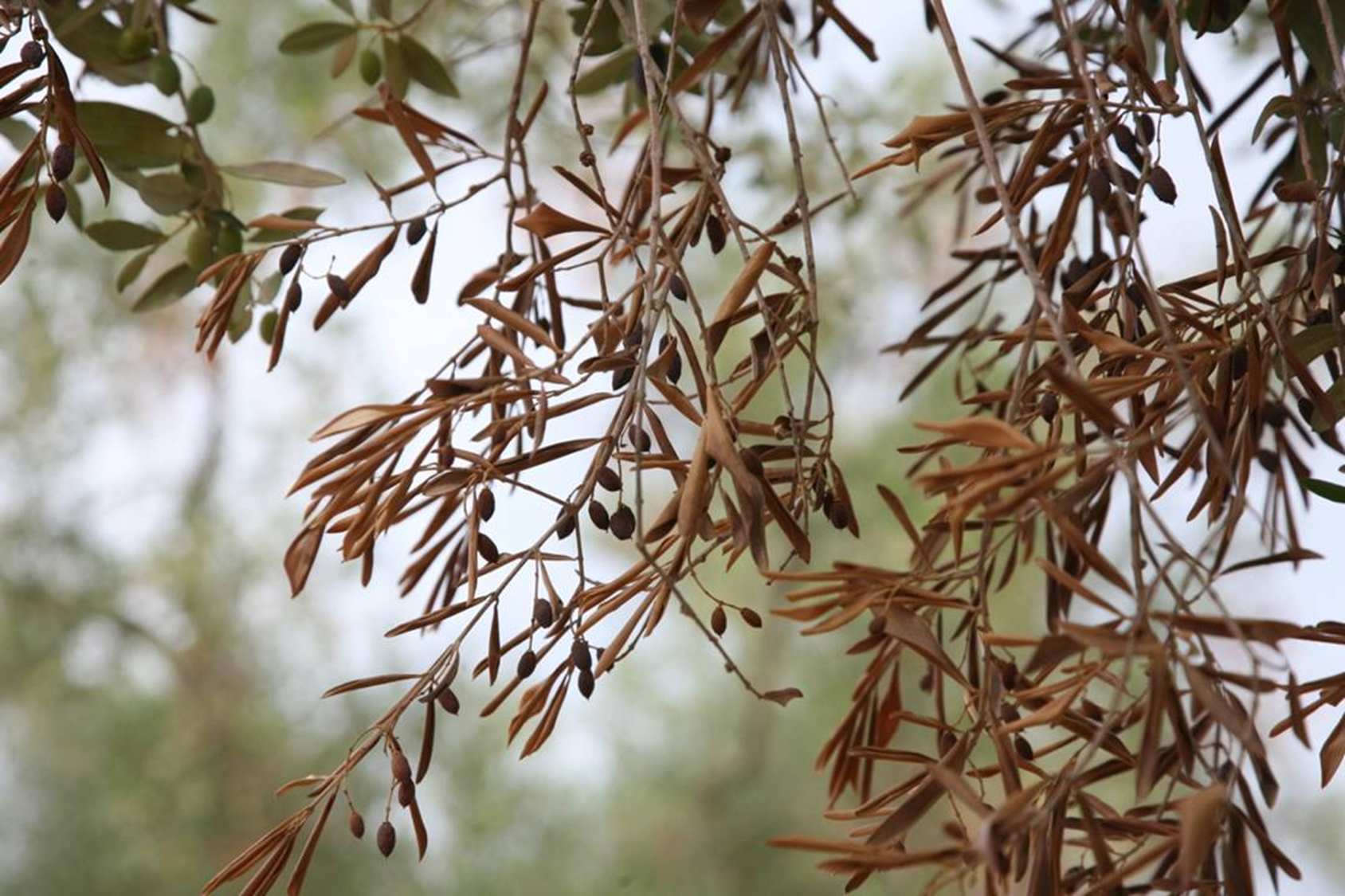 aprostateftoi-oi-paragogoi-apenanti-stin-xylella-leei-o-avgenakis-33027