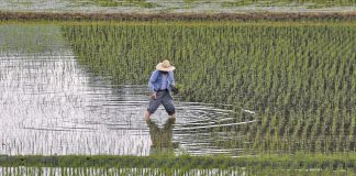 Κίνα: Η φετινή παραγωγή σιτηρών μειώθηκε κατά 2,2%, από την προσπάθεια αναδιοργάνωσης της γεωργικής παραγωγής