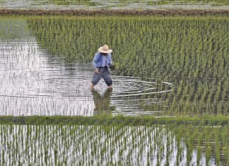 Κίνα: Η φετινή παραγωγή σιτηρών μειώθηκε κατά 2,2%, από την προσπάθεια αναδιοργάνωσης της γεωργικής παραγωγής