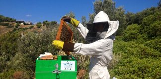 Ανακοίνωση της ΔΑΟΚ ΠΕ Λακωνίας για τους μελισσοκόμους της περιοχής