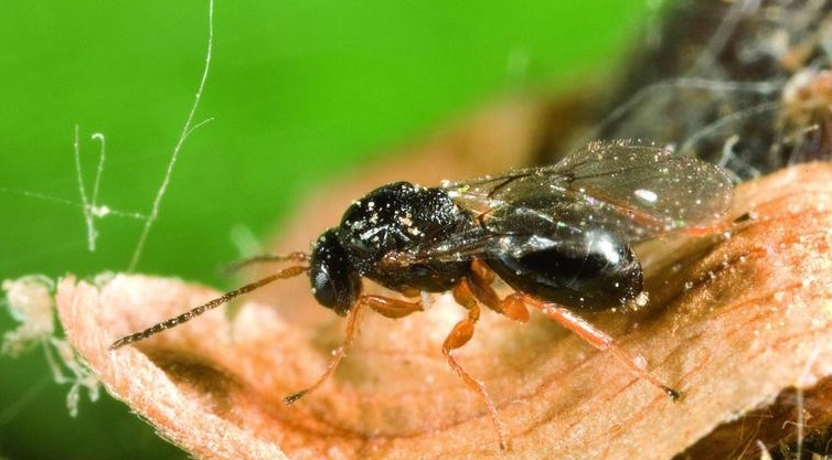 Γεωπονικοί έλεγχοι για τις σφήκες σε καστανιές στον Δήμο Αγιάς
