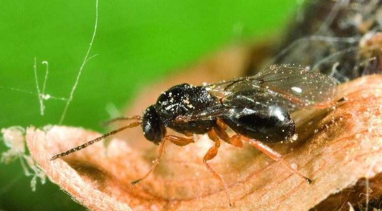 i-sfika-tis-kastanias-dryocosmus-kuriphilus-stin-pieria-38152