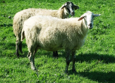 agnantero-karditsas-programma-veltiosis-karagkounikon-provaton-37139