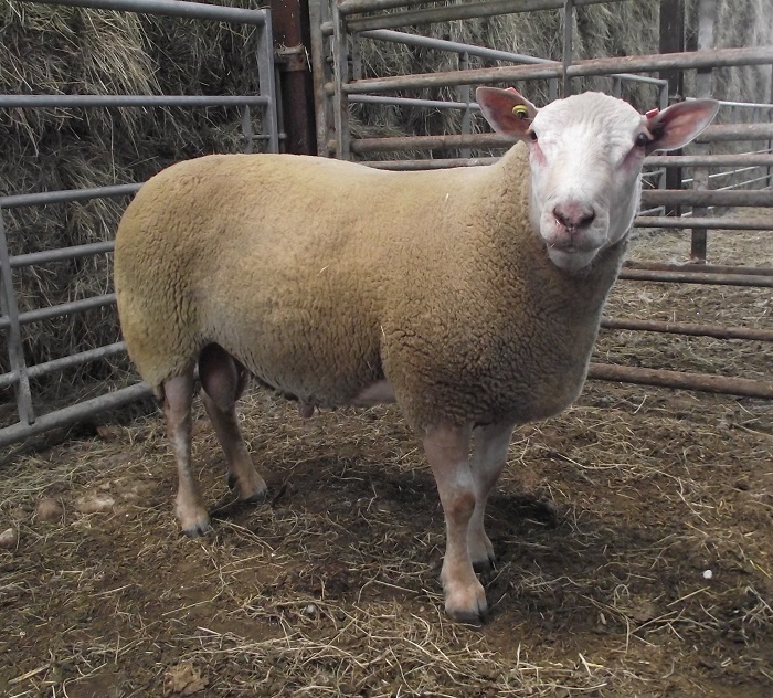 Διαδικτυακή πώληση κτηνοτροφικών ζώων Charollais