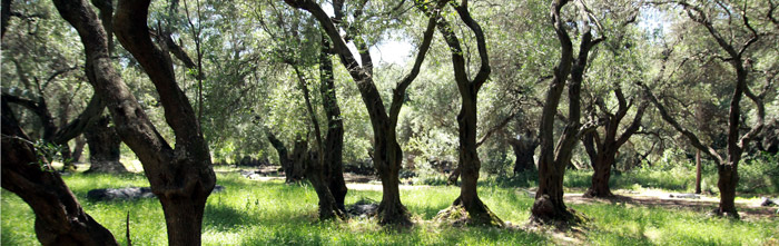 Ο «Κυβερνήτης» της Κέρκυρας, ένα από τα πιο υγιεινά ελαιόλαδα