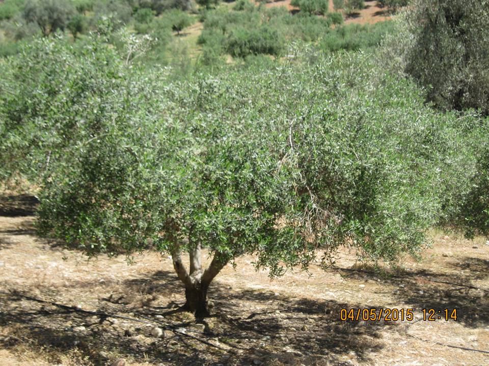 argolida-na-exetastei-to-provlima-akarpias-ton-elaiodendron-35617