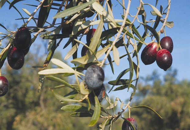 Απαιτείται προσωπικό για έλεγχο δέντρων απ΄την Τριστέτσα