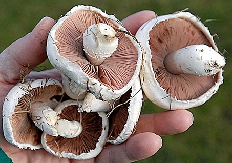 entos-pente-minon-nomothetiko-plaisio-gia-ta-aftofyi-manitaria-38986