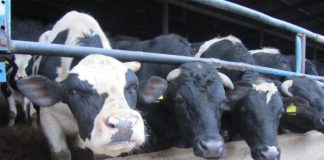 ΟΠΕΚΕΠΕ: Πληρωμές στην κτηνοτροφία για γενετικούς πόρους ύψους περίπου 11,8 εκατ. ευρώ