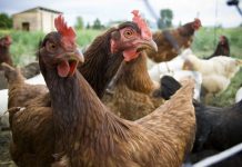 Νέα ταλαιπωρία για τους εργαζόμενους σε πτηνοσφαγείο στην Τανάγρα