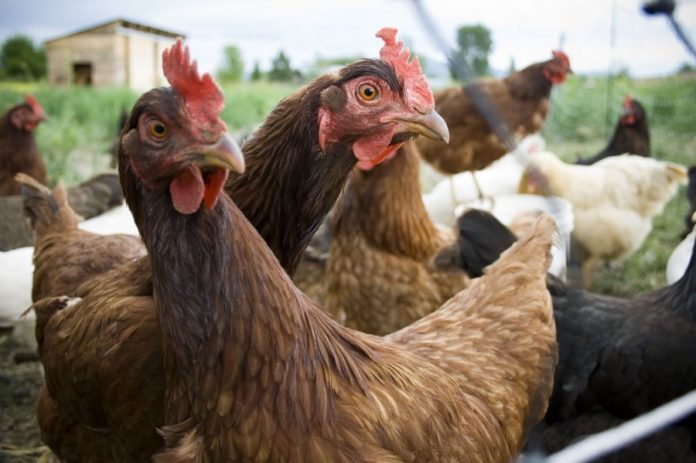 Νέα ταλαιπωρία για τους εργαζόμενους σε πτηνοσφαγείο στην Τανάγρα