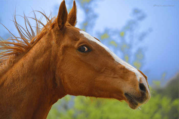 Ιππικό πάρκο Λεπτοκαρυάς Θεσπρωτίας