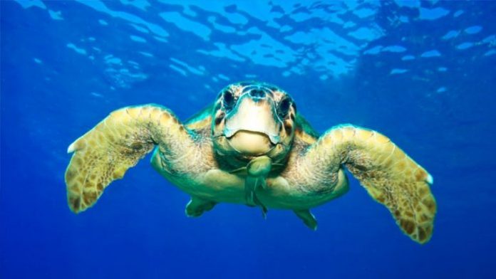 Διάσωση χελώνας καρέτα-καρέτα στο Εθνικό Πάρκο ΑΜ-Θ