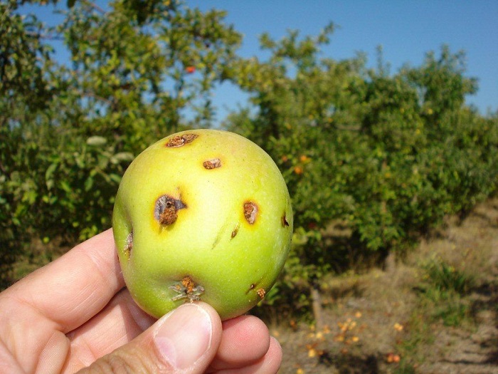 pote-prepei-na-psekazete-gia-tin-karpokapsa-tis-milias-36905