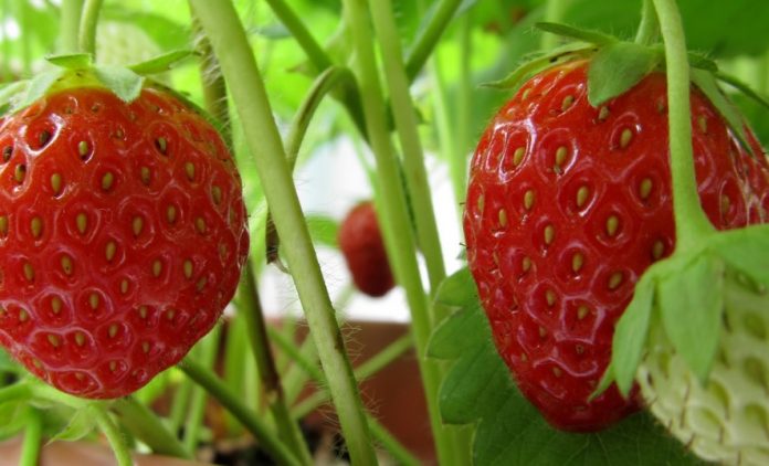 Νέα Μανωλάδα: Η συλλογική προσπάθεια που άλλαξε την καλλιέργεια της φράουλας