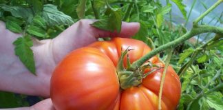 Ο τρόπος καλλιέργειας της ντομάτας και η καρδιά μας