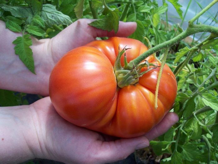 Ο τρόπος καλλιέργειας της ντομάτας και η καρδιά μας