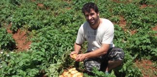 Ο χαμένος κύκλος της πατάτας στις Λιβανάτες