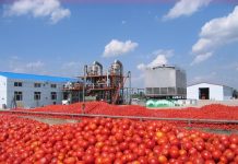 Οι χαμηλότερες τιμές φρέναραν στον κάμπο τη βιομηχανική ντομάτα