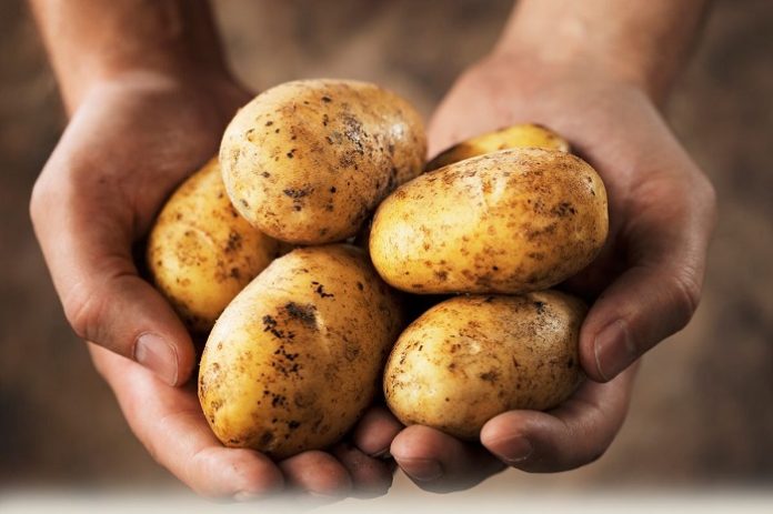 Απάτη σε βάρος των καταναλωτών με «ελληνοποίηση» πατάτας από τη Γαλλία