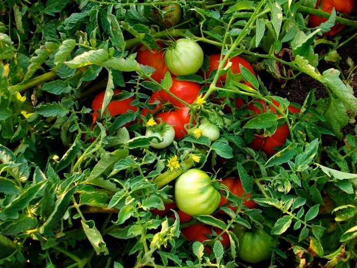Περονόσπορος και Τuta absoluta πλήττουν τις ντομάτες θερμοκηπίου