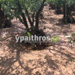 Ανυπολόγιστες οι καταστροφές στις καλλιέργειες της Αρκαδίας