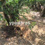 Ανυπολόγιστες οι καταστροφές στις καλλιέργειες της Αρκαδίας