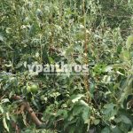 Ανυπολόγιστες οι καταστροφές στις καλλιέργειες της Αρκαδίας