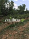 Ανυπολόγιστες οι καταστροφές στις καλλιέργειες της Αρκαδίας