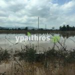 Συγκέντρωση αγροτών και φορέων στην Τεγέα με θέμα τις ζημιές από τη θεομηνία