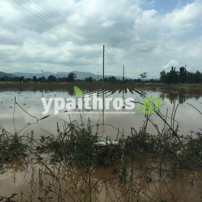 sygkentrosi-agroton-kai-foreon-stin-tegea-me-thema-tis-zimies-apo-ti-theominia-39262