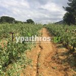 Ανυπολόγιστες οι καταστροφές στις καλλιέργειες της Αρκαδίας