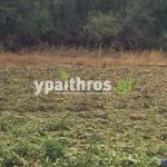 Ανυπολόγιστες οι καταστροφές στις καλλιέργειες της Αρκαδίας