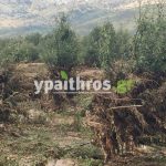Ανυπολόγιστες οι καταστροφές στις καλλιέργειες της Αρκαδίας
