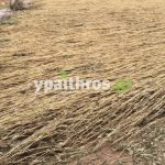 Ανυπολόγιστες οι καταστροφές στις καλλιέργειες της Αρκαδίας