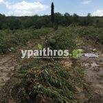 Ανυπολόγιστες οι καταστροφές στις καλλιέργειες της Αρκαδίας