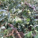 Ανυπολόγιστες οι καταστροφές στις καλλιέργειες της Αρκαδίας