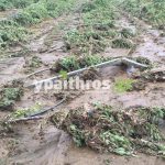 Ανυπολόγιστες οι καταστροφές στις καλλιέργειες της Αρκαδίας