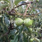 Ανυπολόγιστες οι καταστροφές στις καλλιέργειες της Αρκαδίας